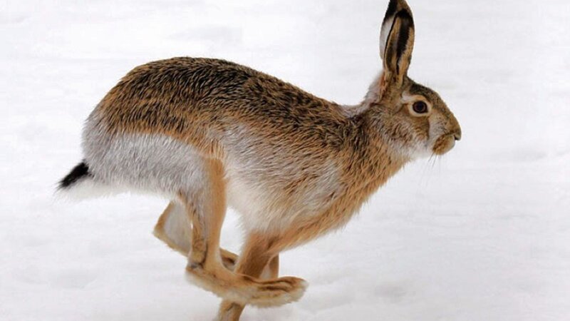 Brown Hare in Snow