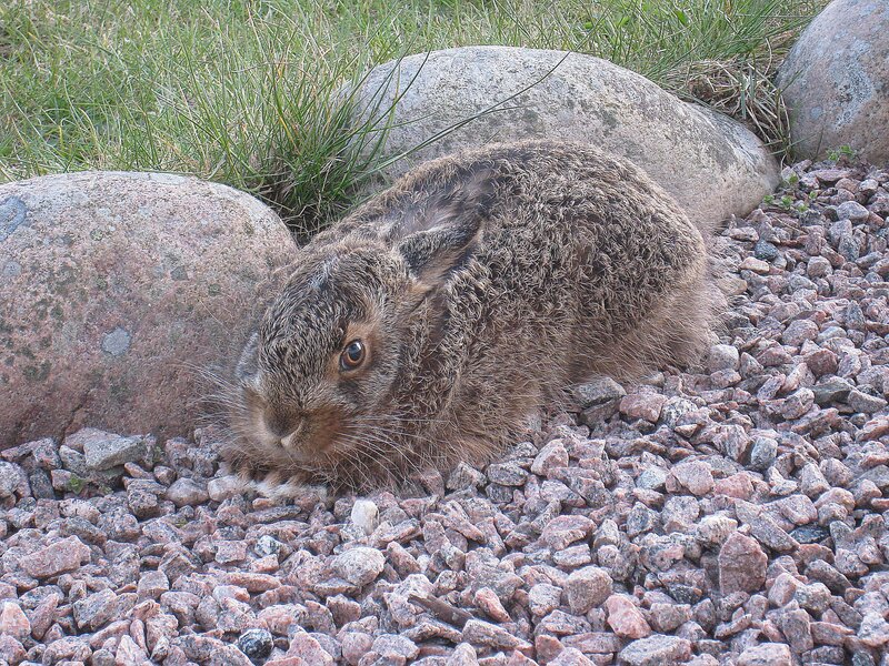 Brown Hare on Gravel