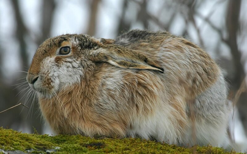 brown hare on moss