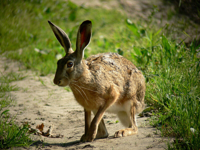 Brown Hare on Path