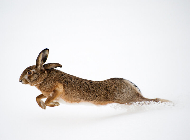 Brown Hare Running