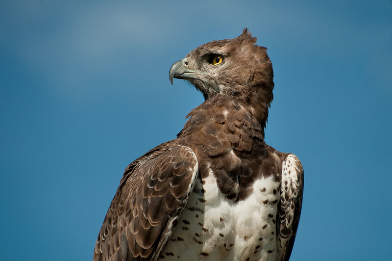 Brown Hawk Against Blue Sky
