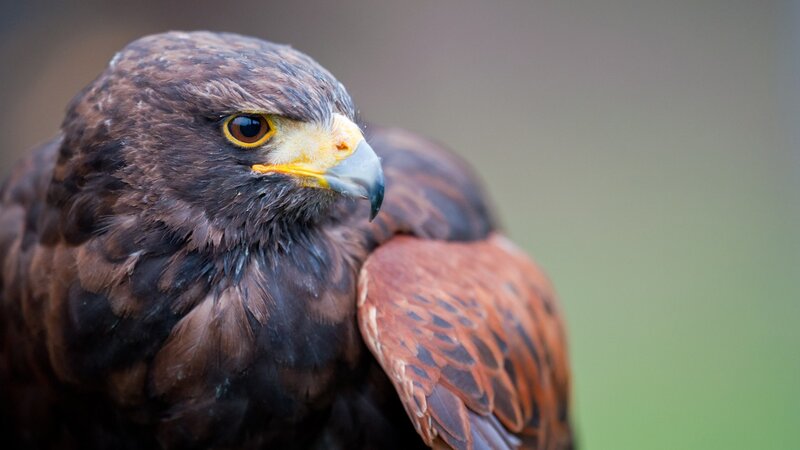 Brown Hawk — Alert, Photograph