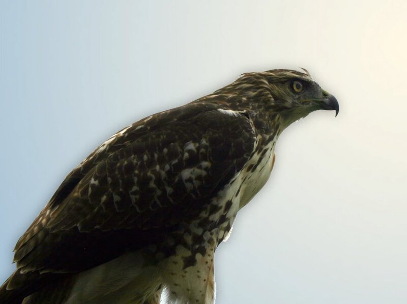 Brown Hawk — Alert