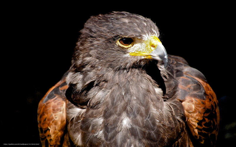 Brown Hawk — Dramatic