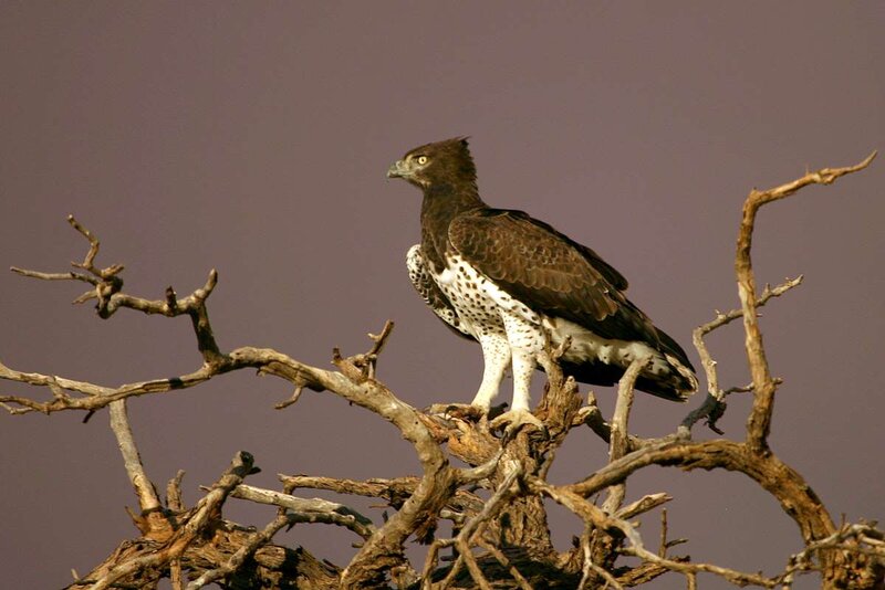 Brown Hawk-eagle