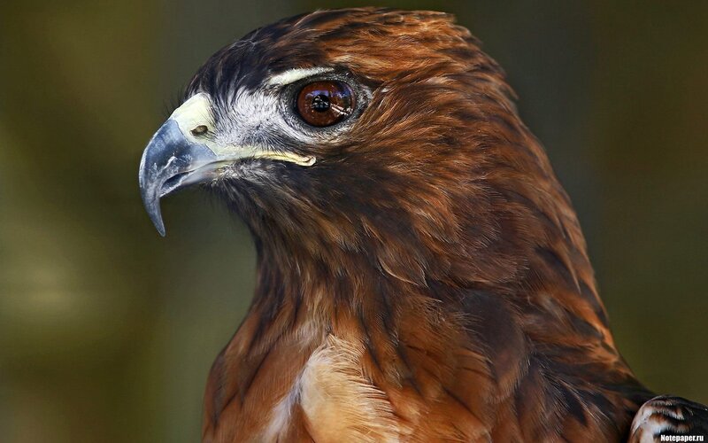 Brown Hawk Head — Intense, Photograph, Beak, Eye, Feathers, Black