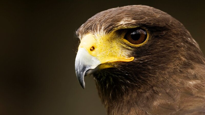 Brown Hawk Head — Intense, Photograph, Beak, Eye