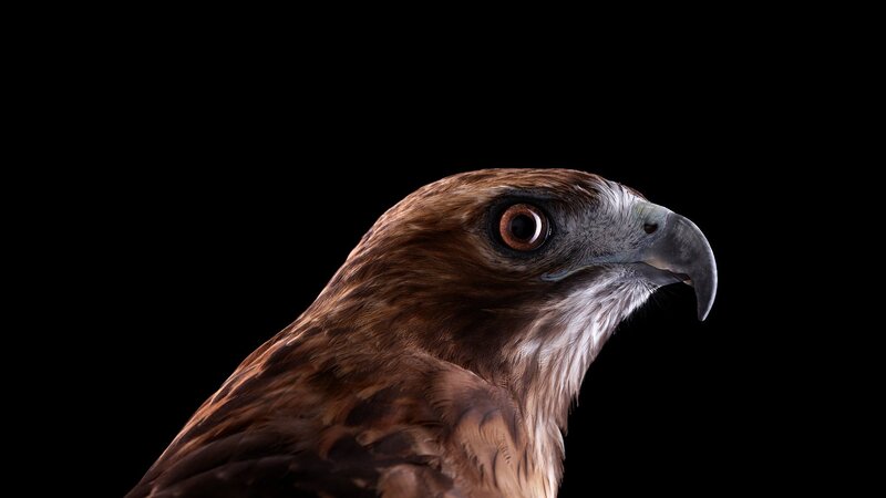 Brown Hawk Head — Intense, Photograph, Eye