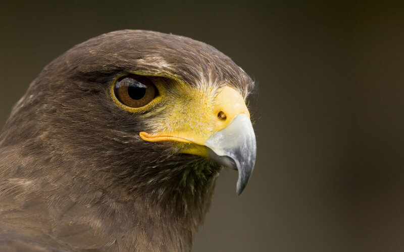 Brown Hawk Head — Intense, Photograph