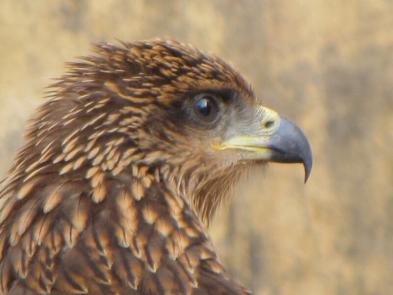 Brown Hawk Head
