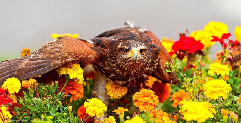 Brown Hawk in Flowers — Yellow, Natural