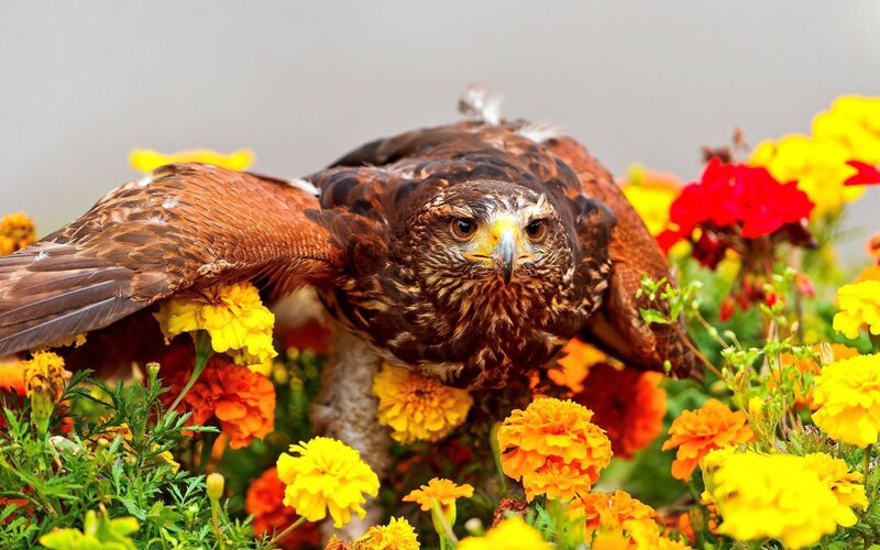 Brown Hawk in Flowers — Yellow