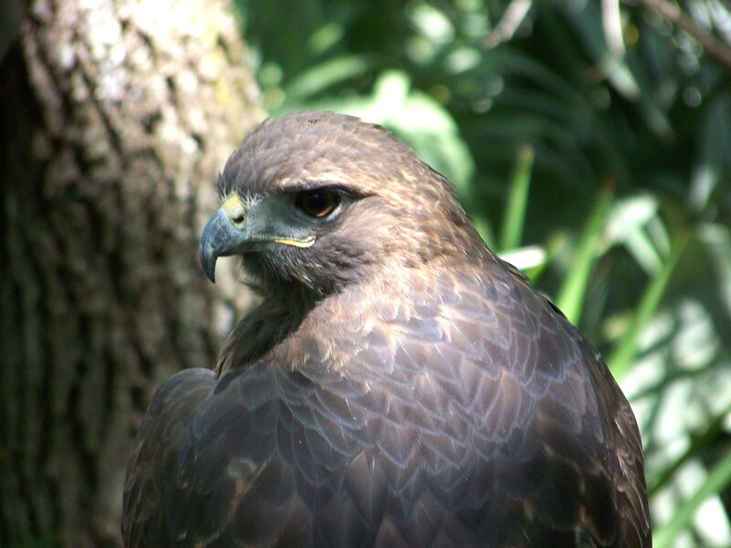 Brown Hawk in Forest — Alert