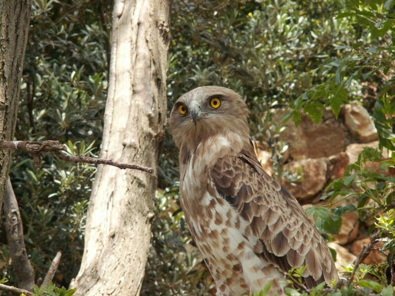 Brown Hawk in Forest