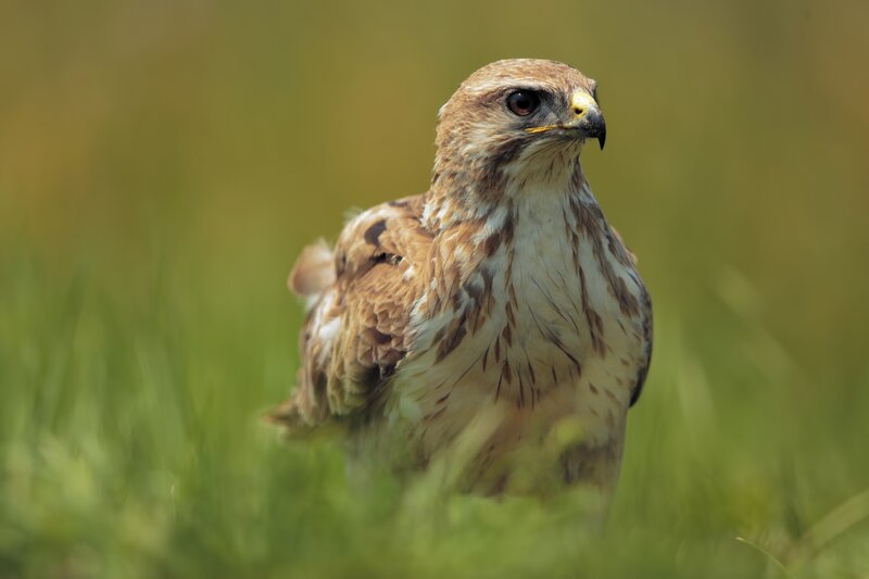 Brown Hawk in Grass