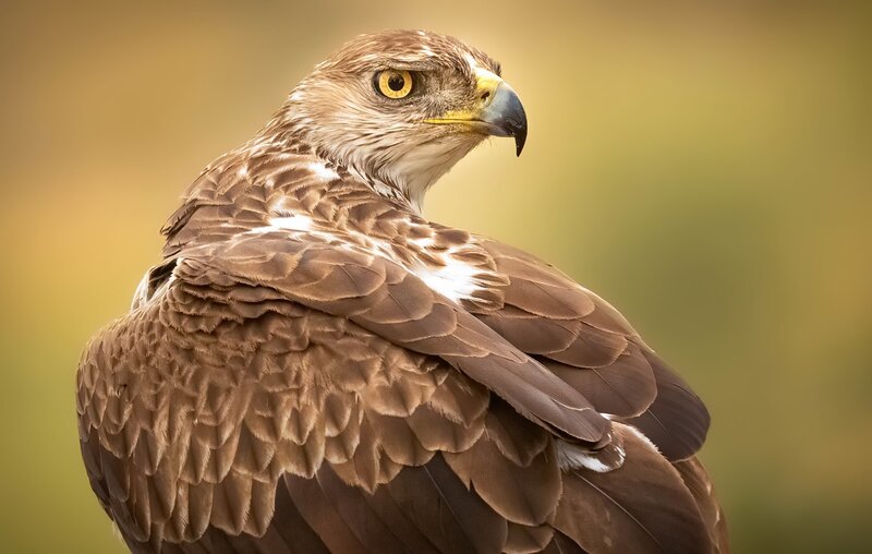Brown Hawk in Profile — Alert, Photograph