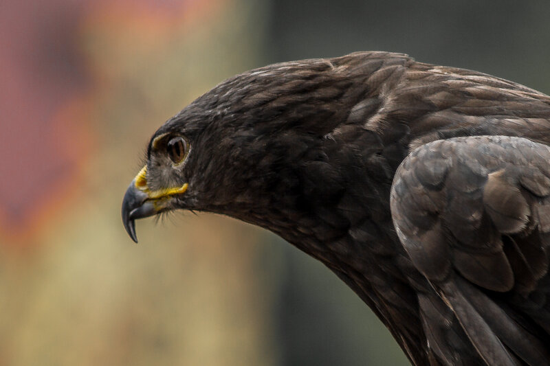 Brown Hawk in Profile — Alert