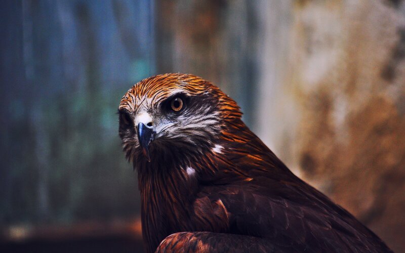 Brown Hawk in Profile — Intense, Photograph, Bird, Beak, Eye