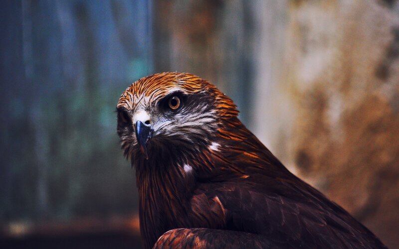 Brown Hawk in Profile — Intense, Photograph, Bird