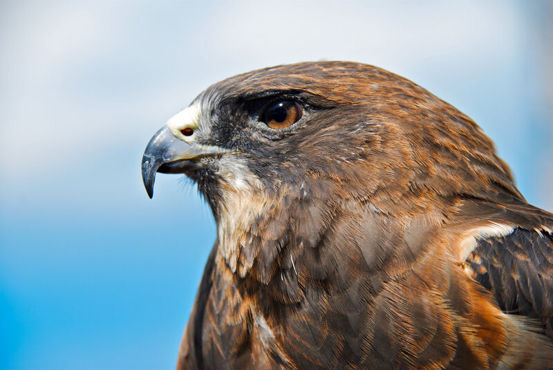 Brown Hawk in Profile — Intense