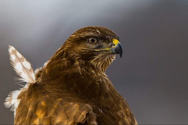 Brown Hawk in Profile