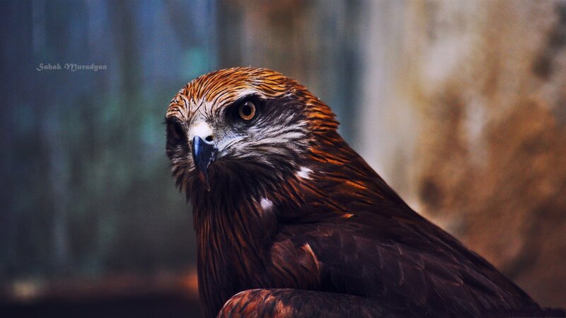 Brown Hawk — Intense, Photograph, Bird