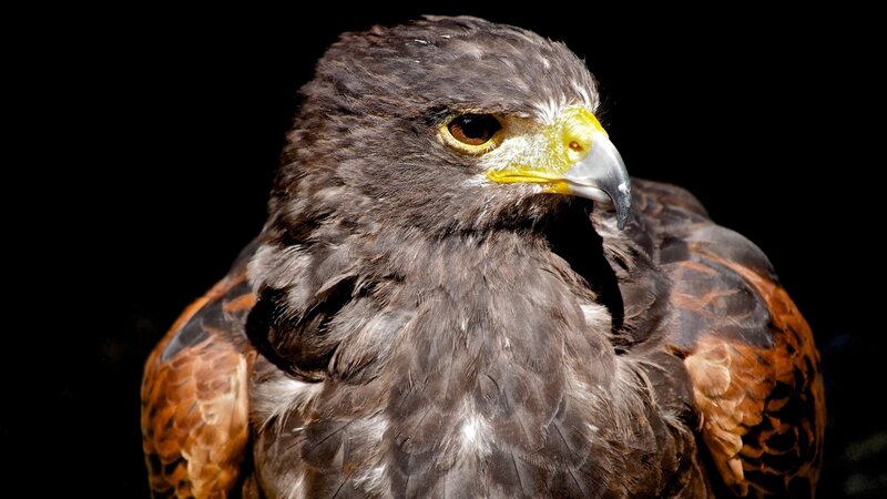Brown Hawk — Intense