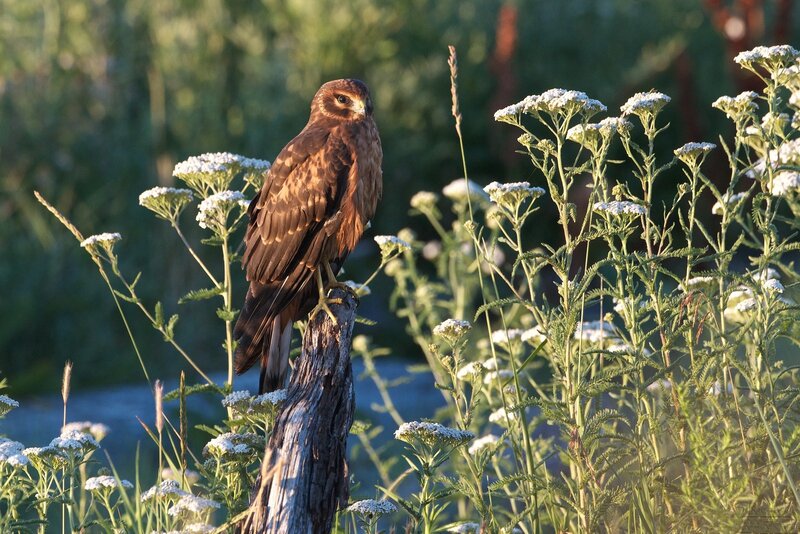 Brown Hawk on a Post