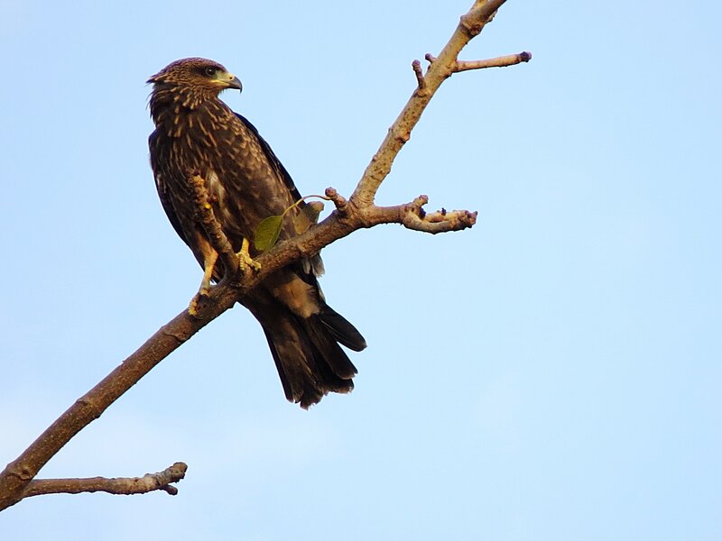 Brown Hawk on Branch