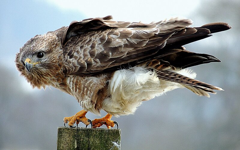 Brown Hawk Perched — Alert, Photograph