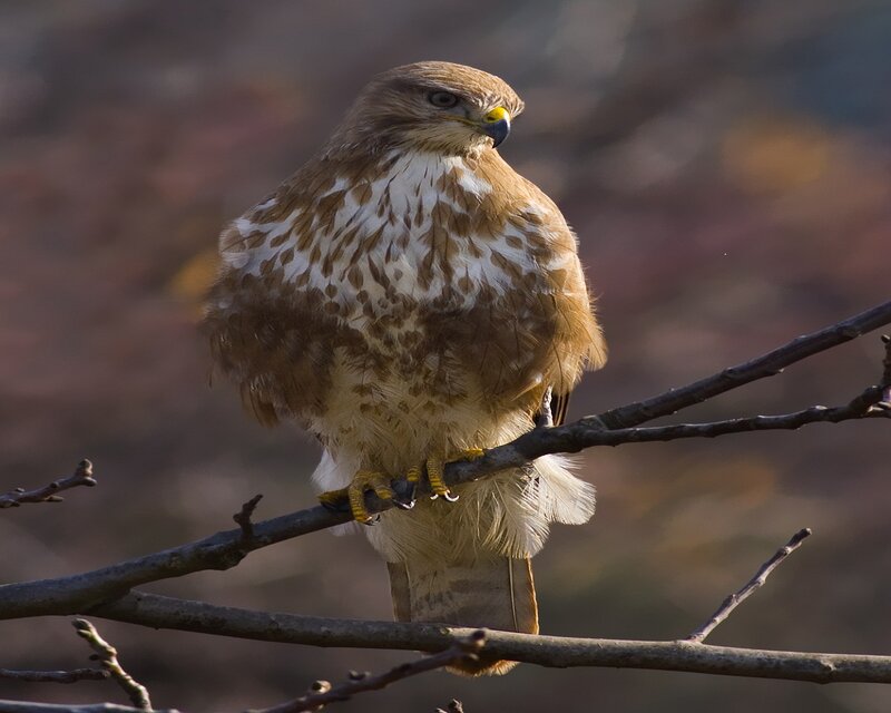 Brown Hawk Perched — Alert