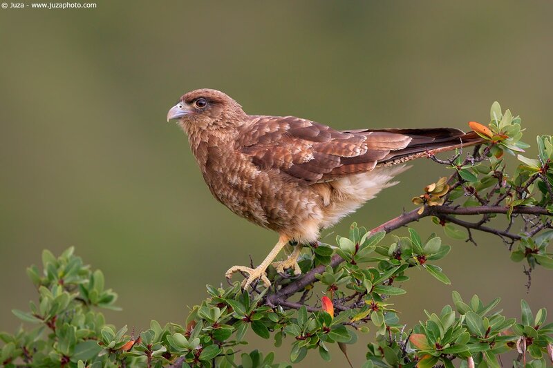 Brown hawk perched on branch