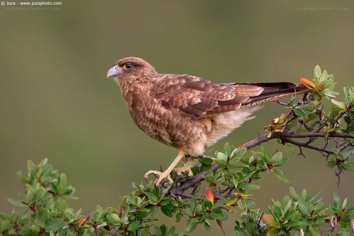 Brown hawk perched on branch
