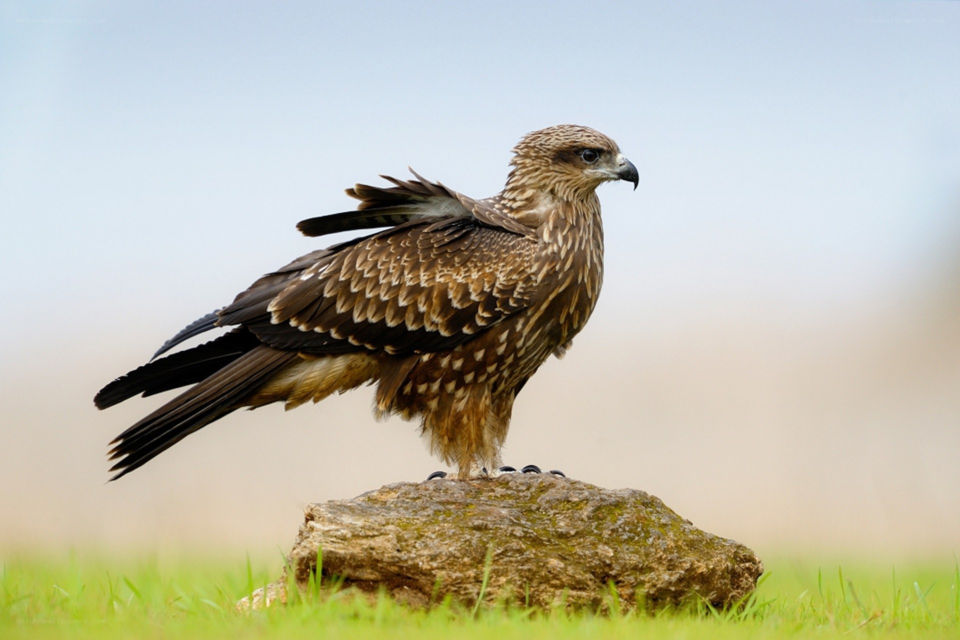 brown hawk perched on rock