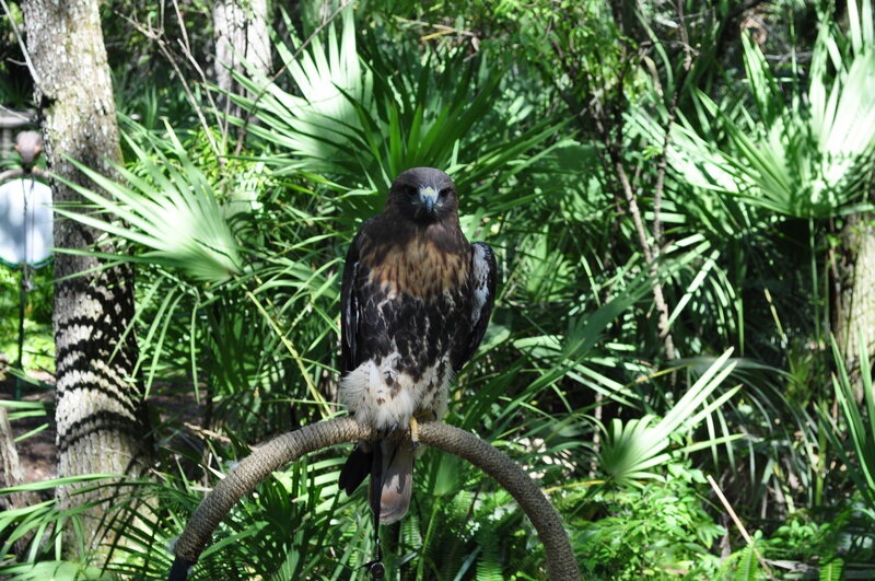 Brown Hawk Perched