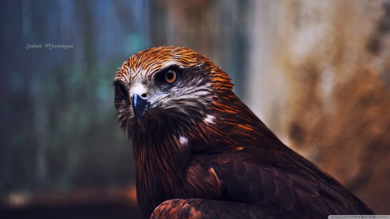 Brown Hawk