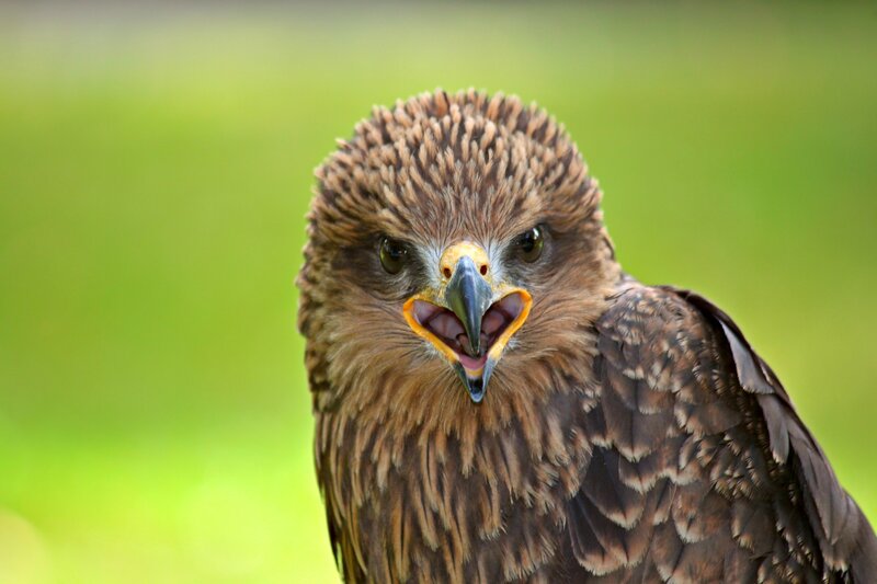 Brown Hawk with Open Beak — Intense