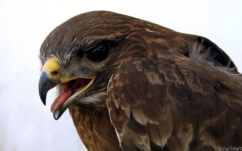 Brown Hawk with Open Beak