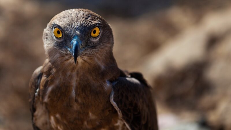 Brown Hawk with Yellow Eyes — Intense