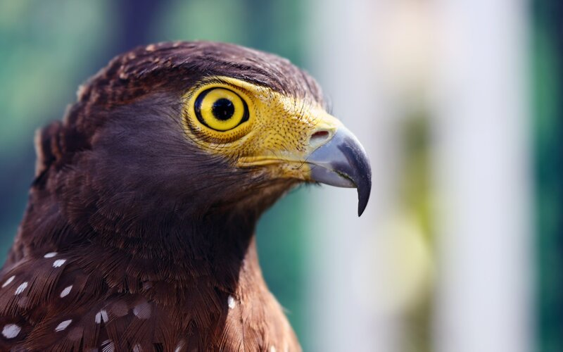Brown Hawk with Yellow Eyes