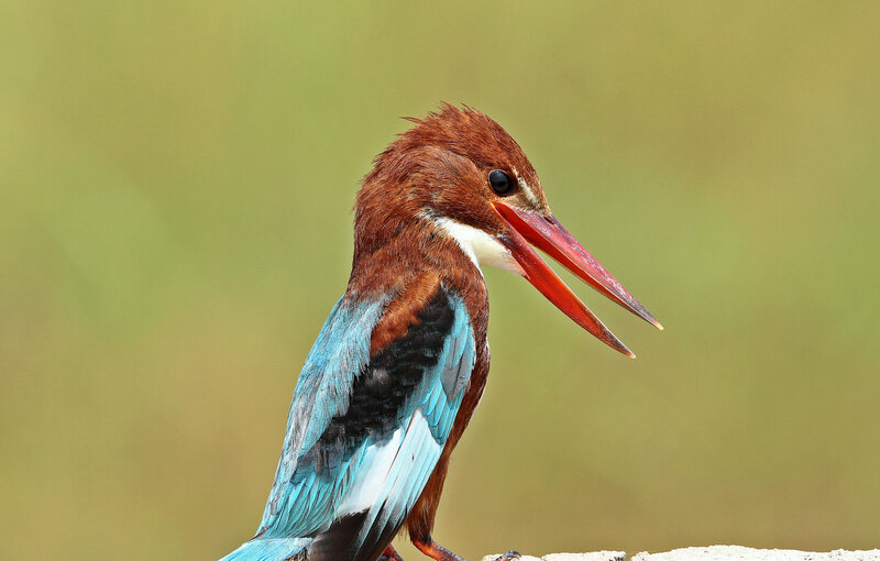 Brown-headed Kingfisher