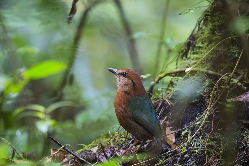 Brown-headed Thrush