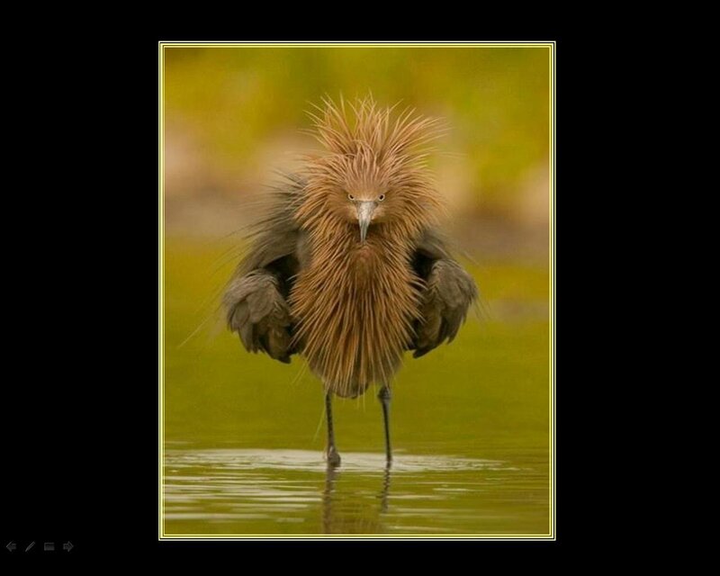 Brown Heron in Water