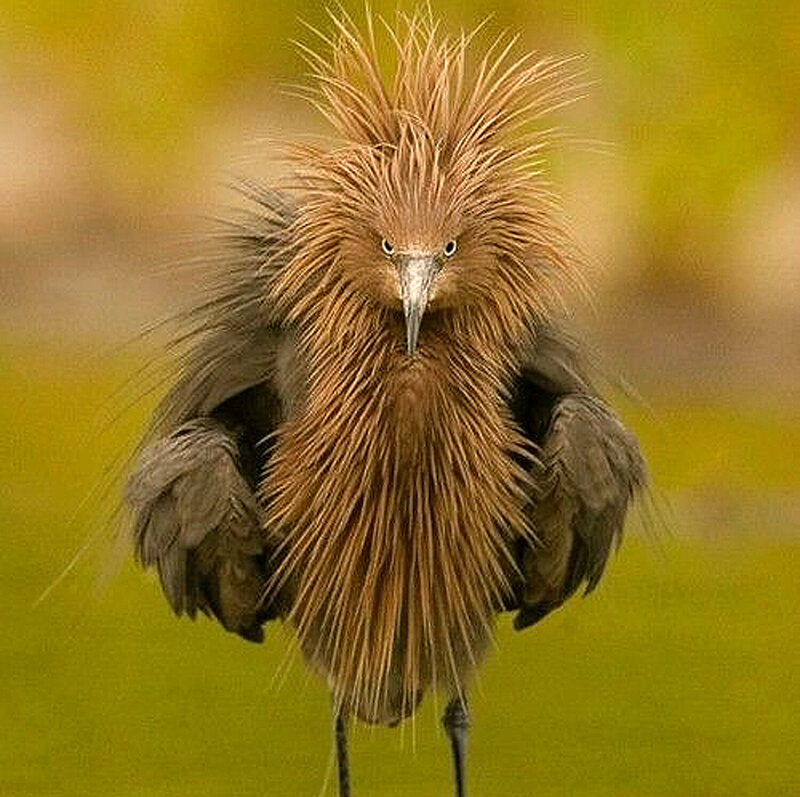 Brown Heron with Spiky Feathers