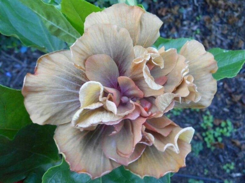 Brown Hibiscus Flower — Natural