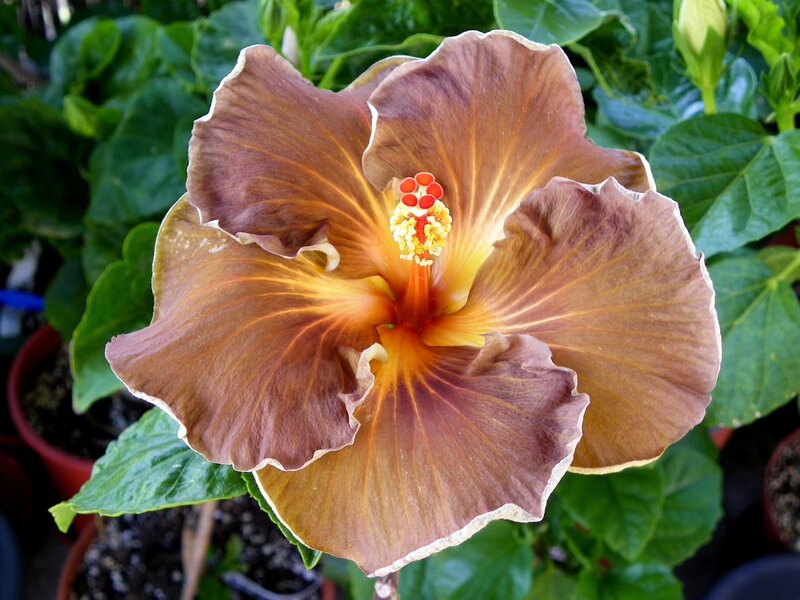 brown hibiscus flower