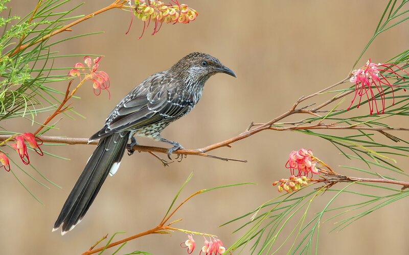 Brown Honeyeater Bird — Calm