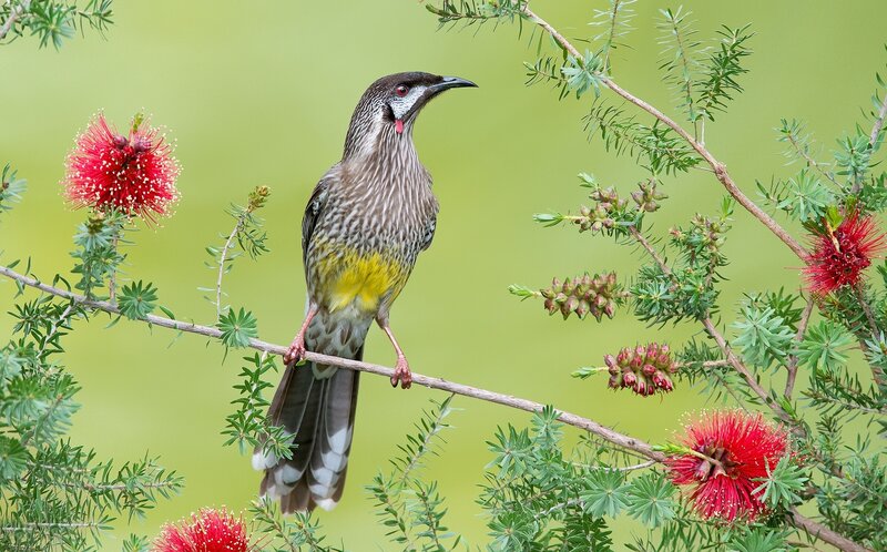 Brown Honeyeater Bird