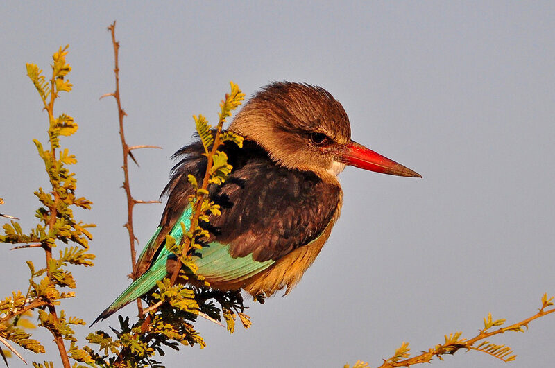 Brown-hooded Kingfisher